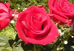 A close up of some red roses in the sun.