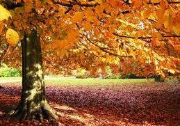 A tree with leaves on it's branches in the fall.