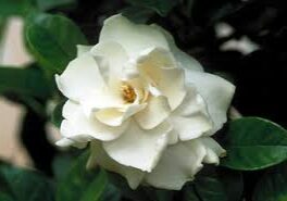 A white rose is shown in the middle of a bush.