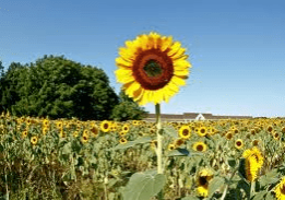 A field of sunflowers with one sunflower in the foreground.