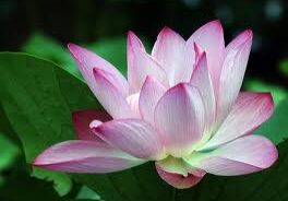 A pink flower with green leaves in the background.