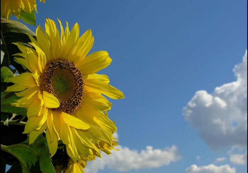 A sunflower is shown against the sky.