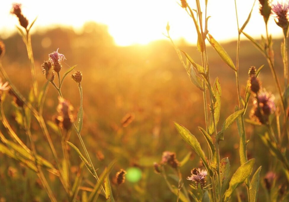 A field of grass with the sun shining in it.