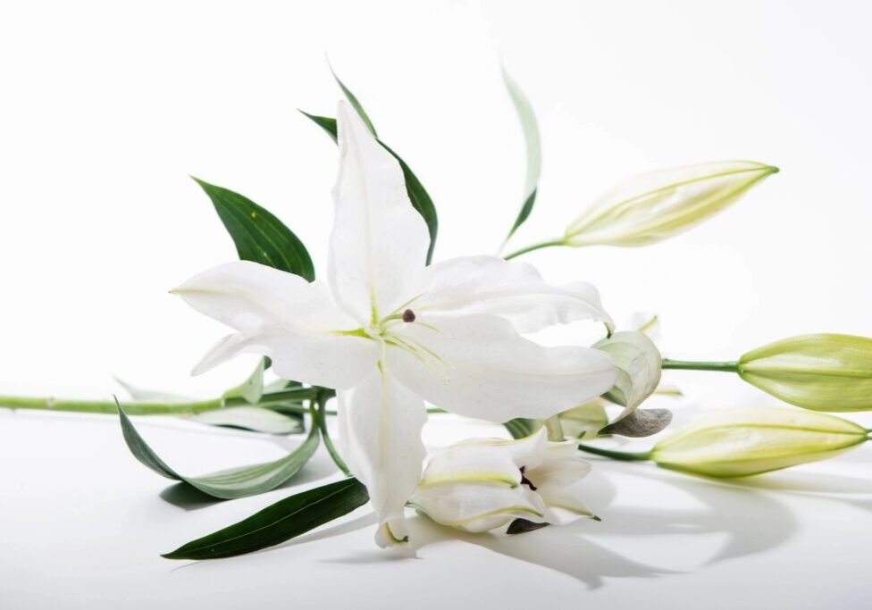 A white flower with green leaves on it.