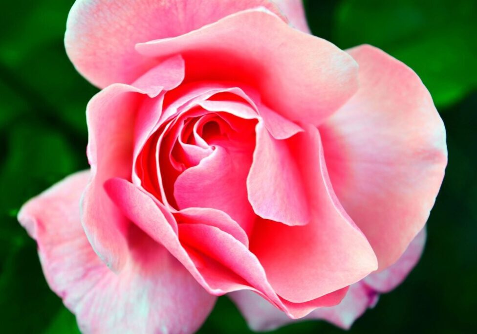 A pink rose with green leaves in the background.