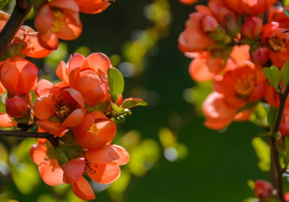 A close up of some flowers with green leaves