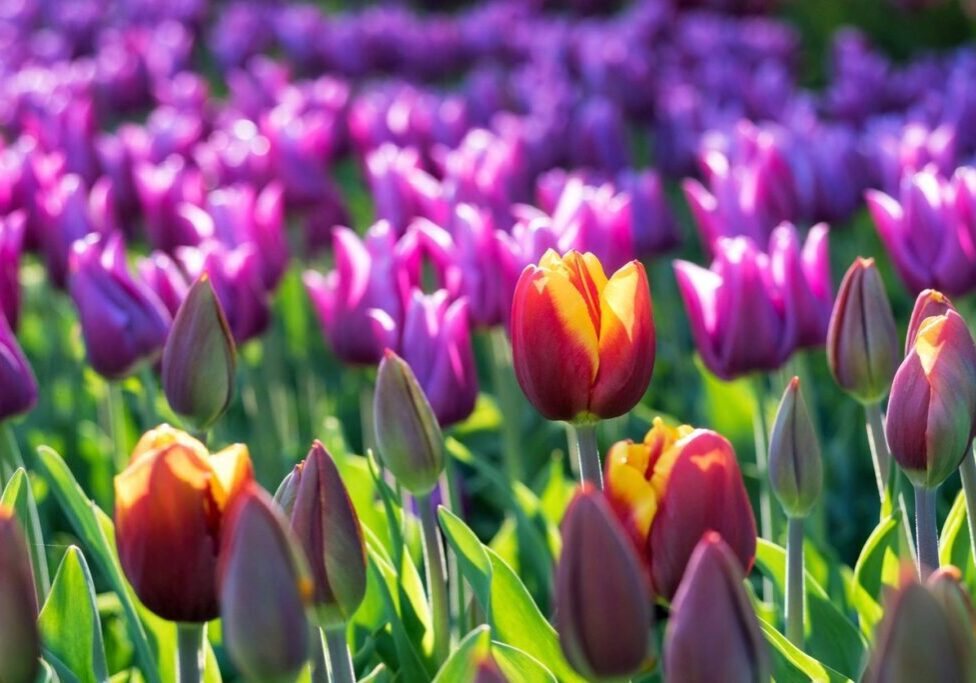 A field of purple and red flowers with one flower in the foreground.