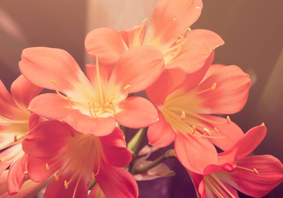 A close up of some flowers in a vase