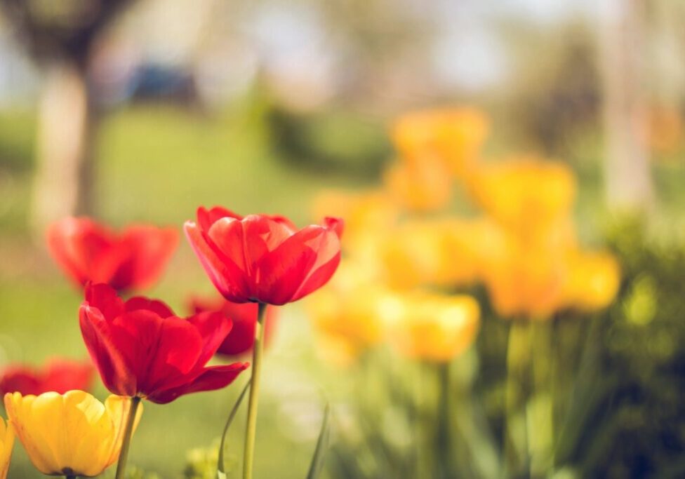 A close up of some flowers in the grass